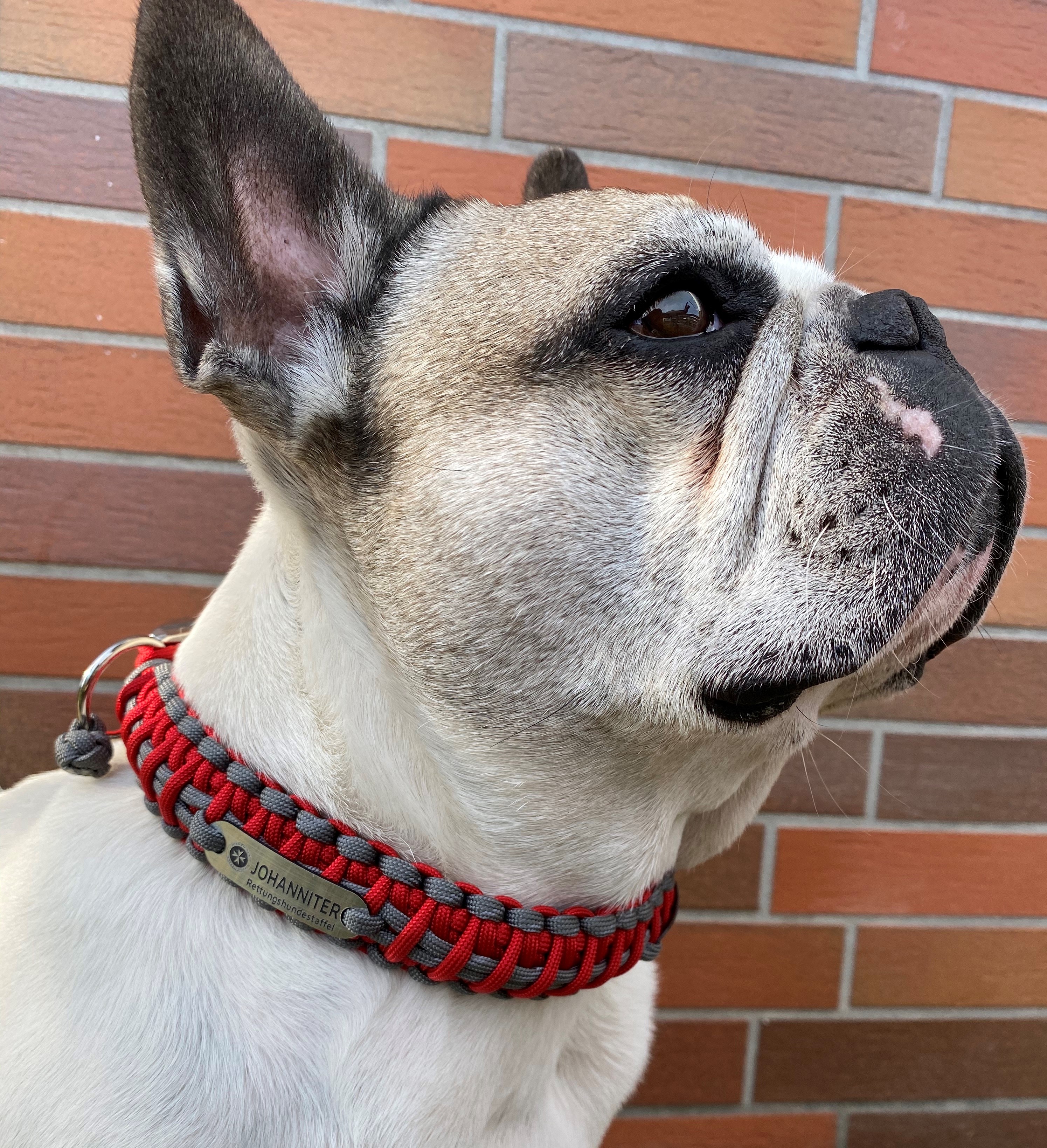 Halsband1 Individuelles Paracord Hundehalsband oder Leine